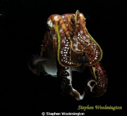 This is a Sepia, photographed at night in Tenerife. by Stephen Woolmington 